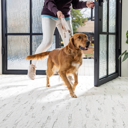 Pet-Friendly Carpet | Chesapeake Family Flooring