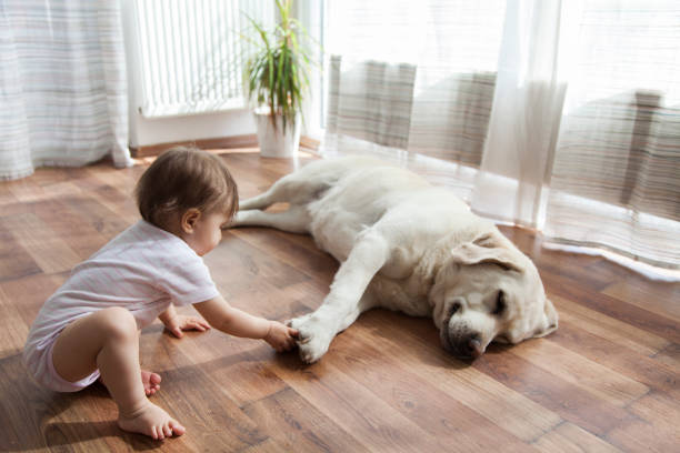 Pet friendly | Chesapeake Family Flooring